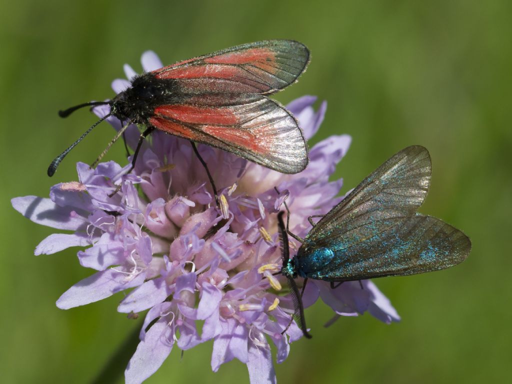 Due richieste in una: Zygaena (Mesembrynus) purpuralis e Adscita sp.